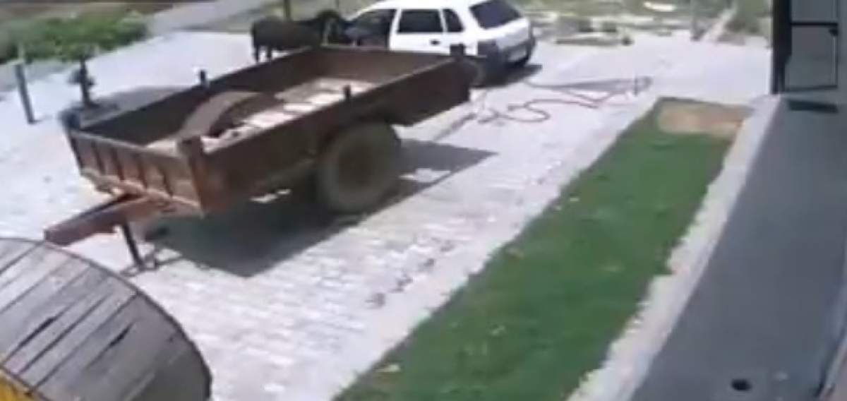 VIDEO ULUITOR! Cum a reuşit un indian să îndese O VACĂ într-o maşină mică! Nu credeai că se poate