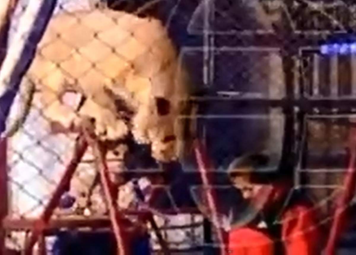 VIDEO / ȘOCANT! O femeie din public, SFÂȘIATĂ de leu la Circ