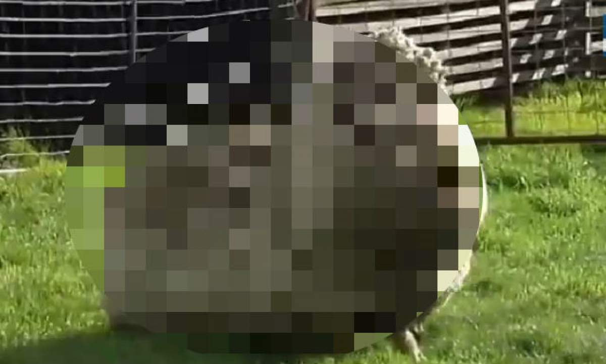 VIDEO / Oaia care nu s-a lăsat tunsă timp de şase ani! Cum arată cea mai blănoasă ovină din lume