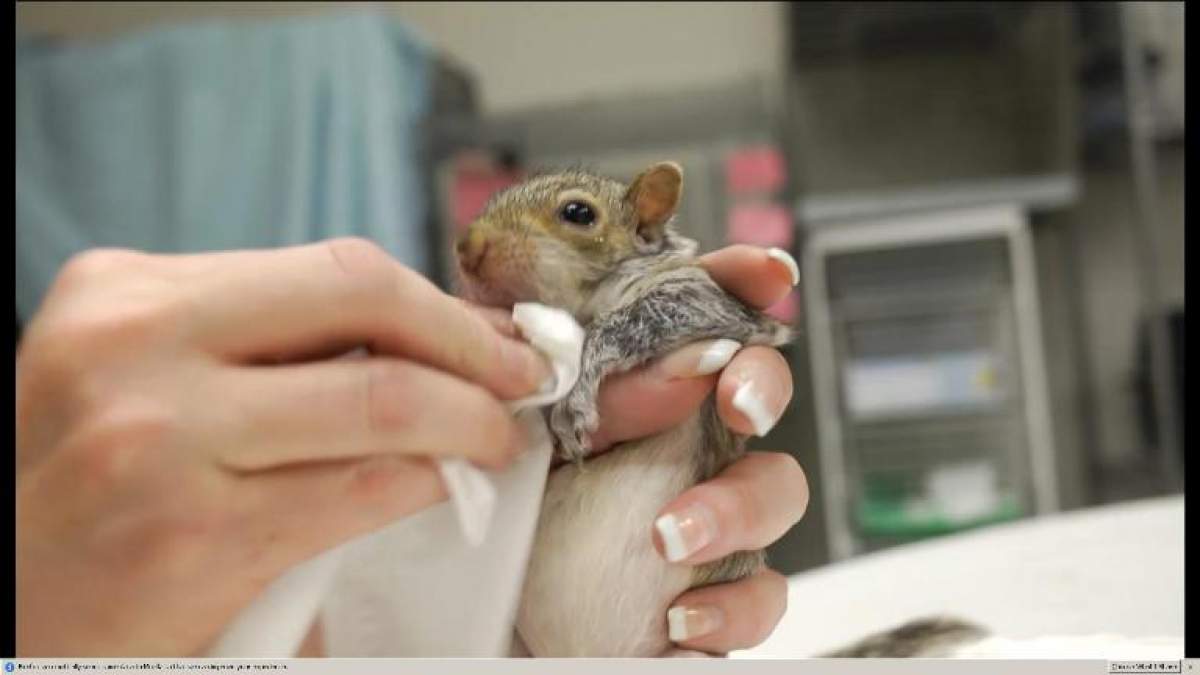 VIDEO ADORABIL /  Pui de veveriţă hrănit ca un bebeluş!