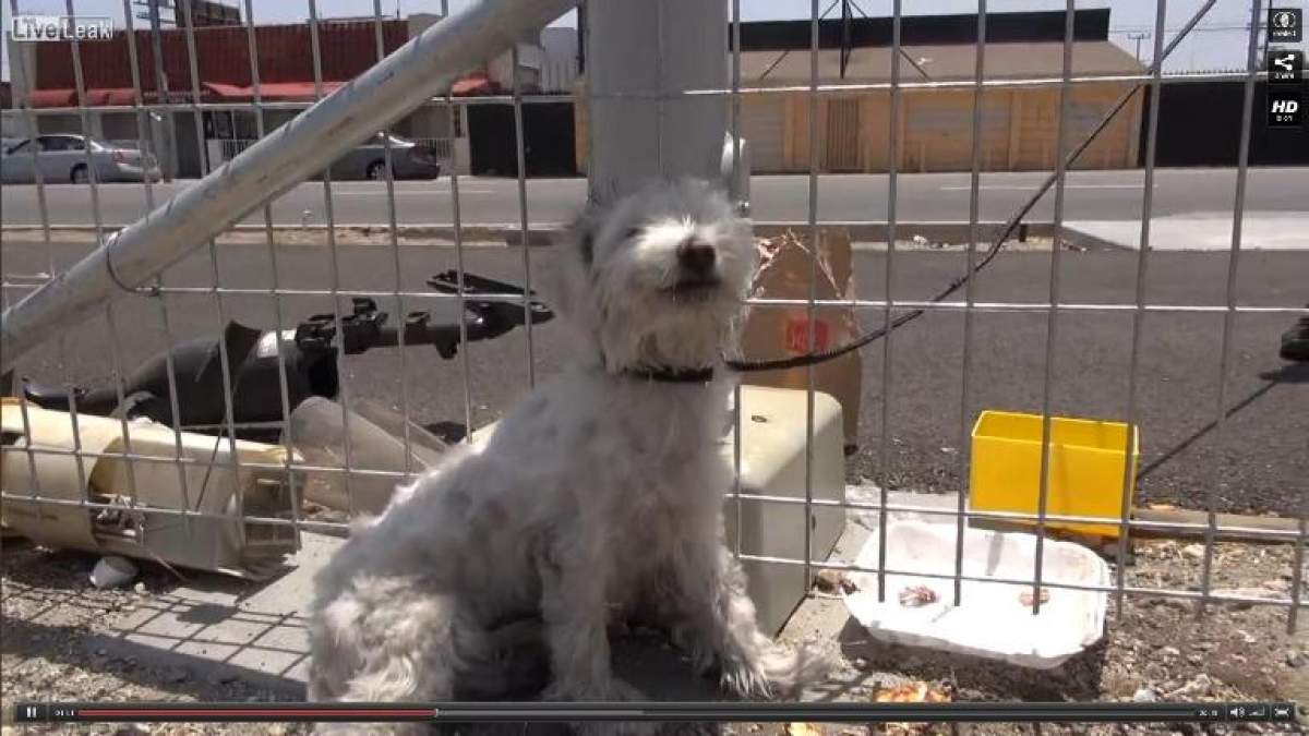 VIDEO IMPRESIONANT /  Un câine, salvat chiar înainte să fie călcat de tren! Cum le-a mulţumit salvatorilor