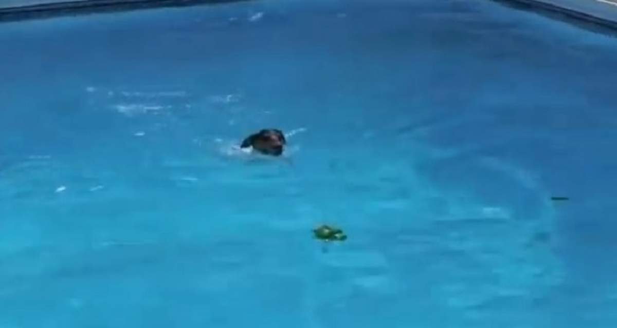 VIDEO /  Reacţia adorabilă a unui căţel atunci când îşi vede jucăria favorită în apă!