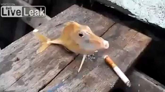 VIDEO / Un grup de pescari a forţat un peşte să fumeze! Imaginile te vor lăsa fără cuvinte