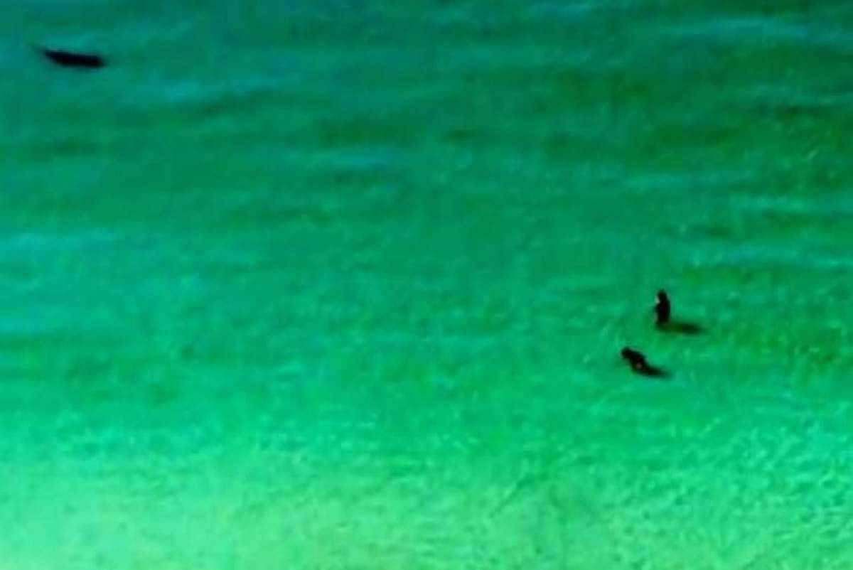VIDEO / Scene de groază pe o plajă! Erau la un pas să fie mâncaţi de un rechin