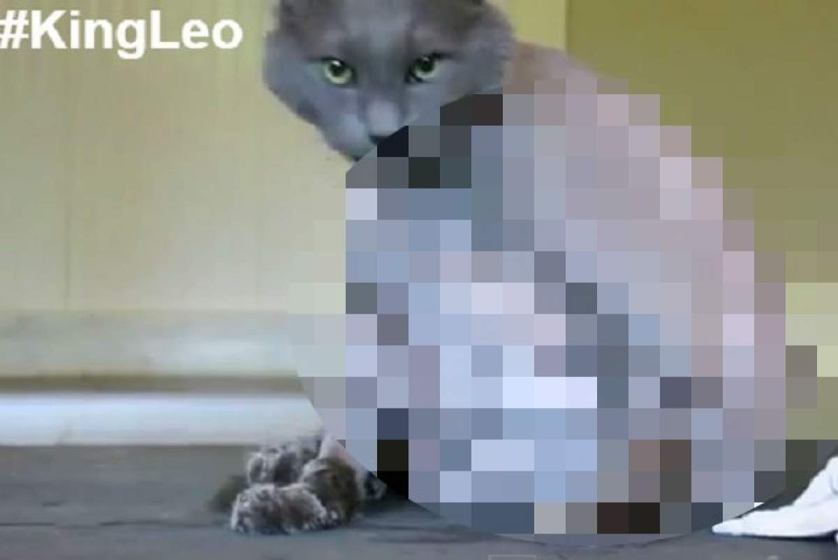 VIDEO / Cum arată cea mai grasă pisică din lume? Are zece ani şi este mai grea ca o minge de bowling