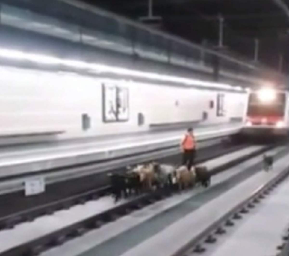VIDEO / O turmă de capre a blocat şinele de metrou din Spania