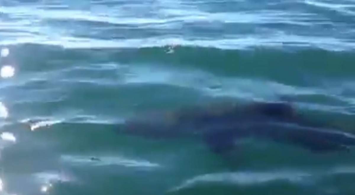 VIDEO ÎNFRICOŞĂTOR / Ce nebunie! Ce a făcut un pescar în timp ce un rechin de 4 metri îi dădea târcoale