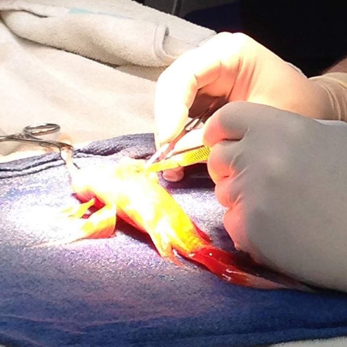 FOTO/ Incredibil! Operaţie de 45 de minute pentru îndepărtarea unei tumori la un peşte auriu în vârstă de 10 ani