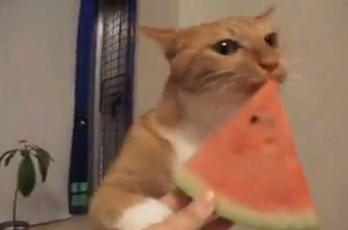 VIDEO / Reacţia fabuloasă a unei pisicuţe când primeşte o felie de pepene