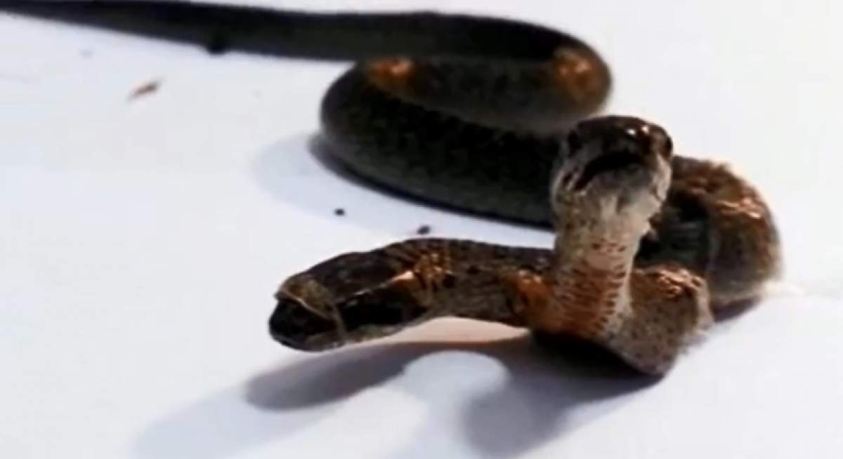 VIDEO ÎNFRICOŞĂTOR! Un șarpe cu două capete a fost descoperit în Turcia