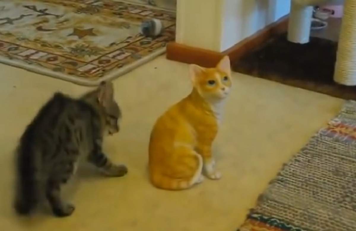 VIDEO / Reacţie demenţială a unei pisici când îşi dă seama că felina cu care se joacă nu e vie