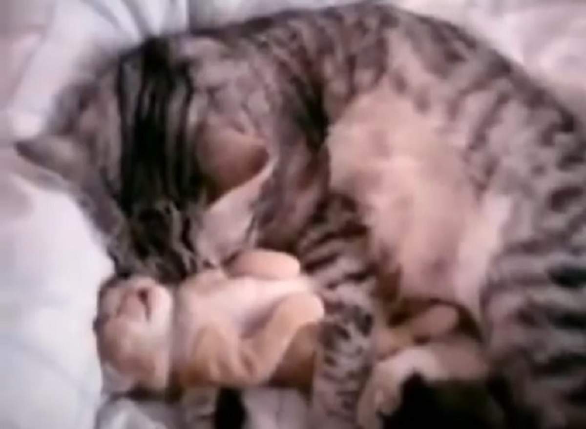 VIDEO / E cel mai emoţionant video cu pisici! Cum îşi îmbrăţişează mama puiul care a avut un coşmar