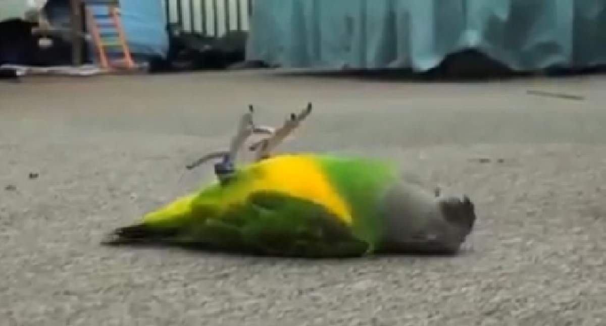 VIDEO / E cel mai simpatic papagal pe care l-ai văzut vreodată! Ce poate să facă înaripatul