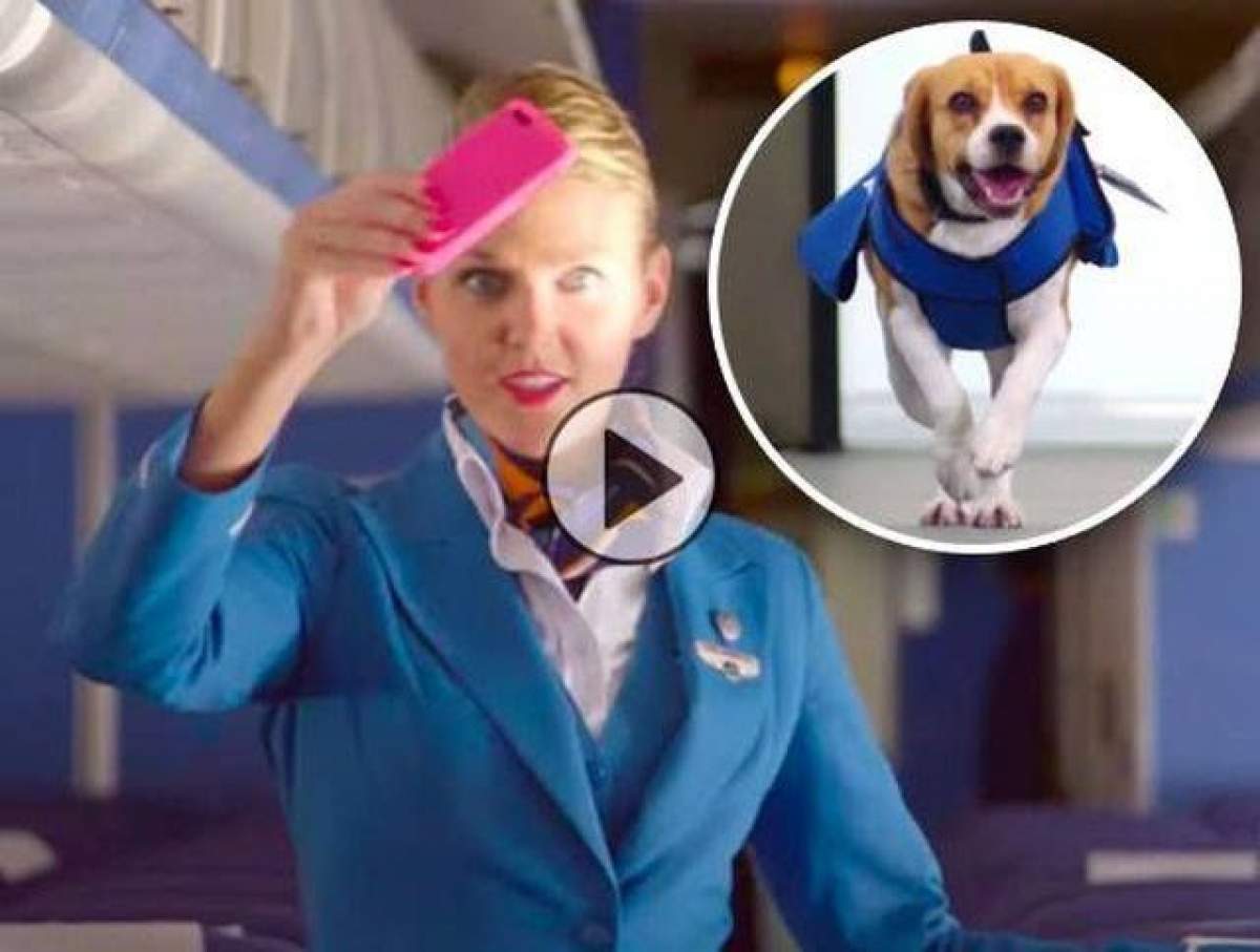 VIDEO / El e Sherlock Holmes în varianta canină! Găseşte călătorii care şi-au uitat obiecte în avioane