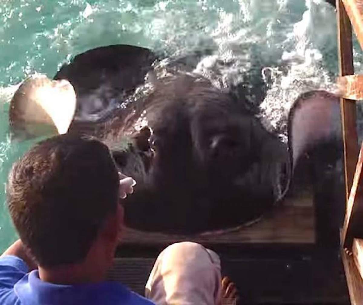 VIDEO / Turiştii au rămas uimiţi! O pisică de mare, lihnită! Ce a făcut ca să primească mâncare