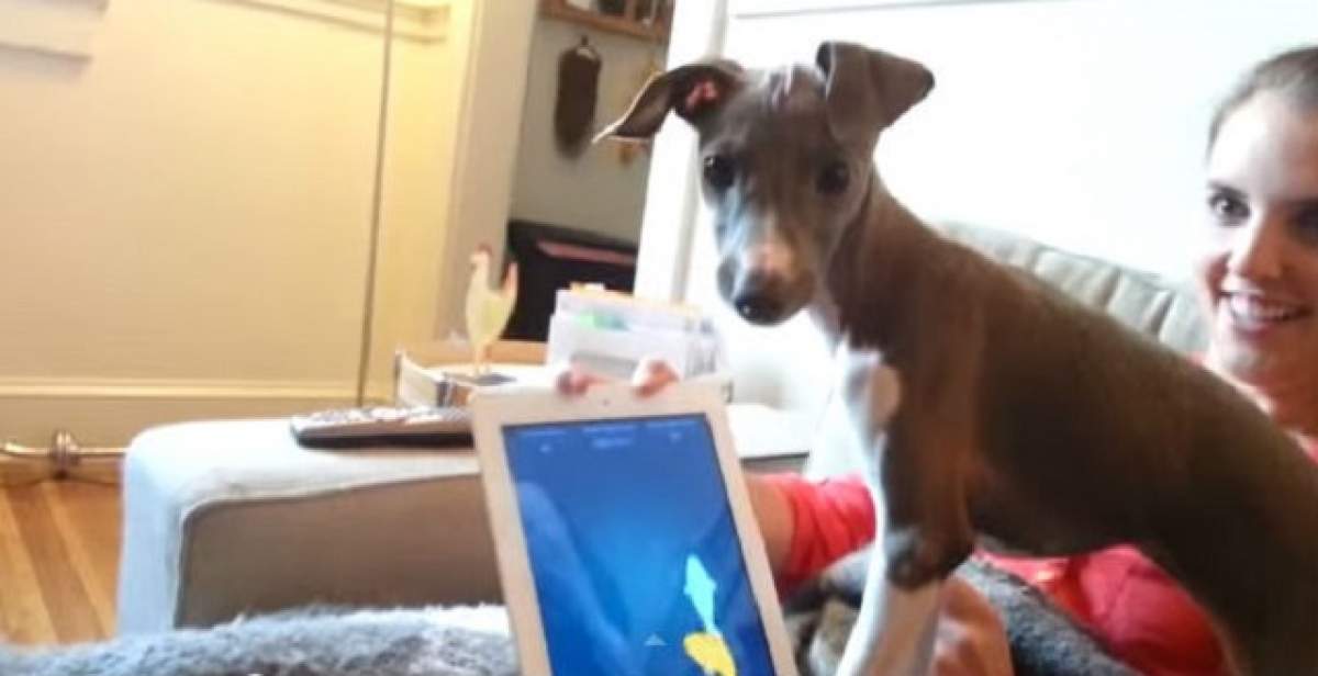 VIDEO / Haha! Reacţia acestui câine la vederea unui joc pe tabletă te va amuza copios