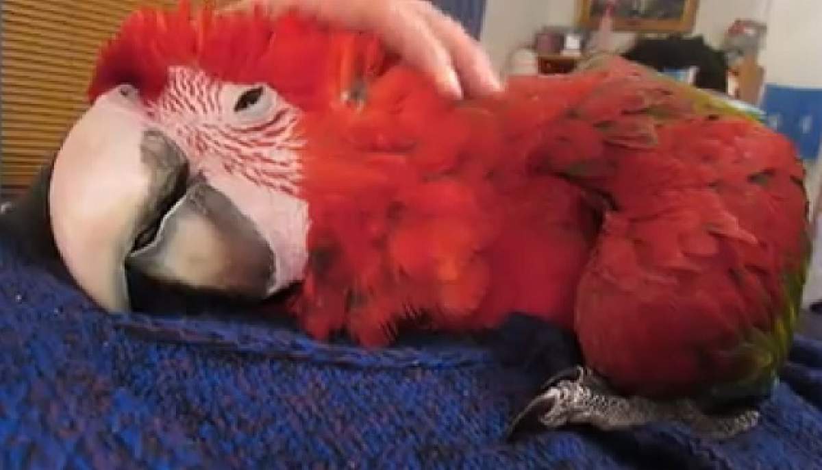 VIDEO / E atât de dulce, că te înduioşează! Ce face acest papagal când stăpâna îl mângâie