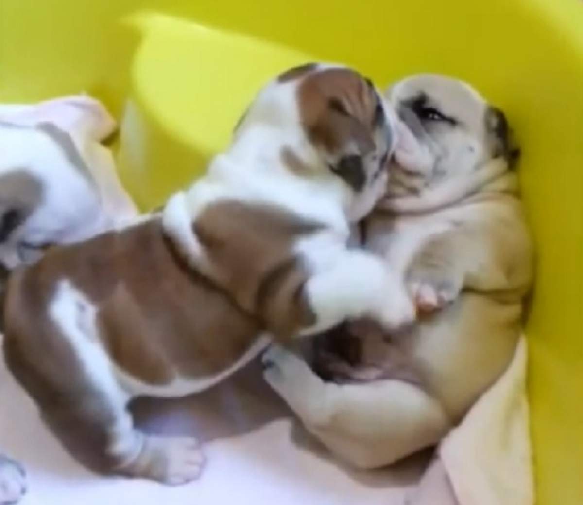 VIDEO ÎNDUIOŞĂTOR!  Doi căţeluşi se sărută şi se alintă ca oamenii