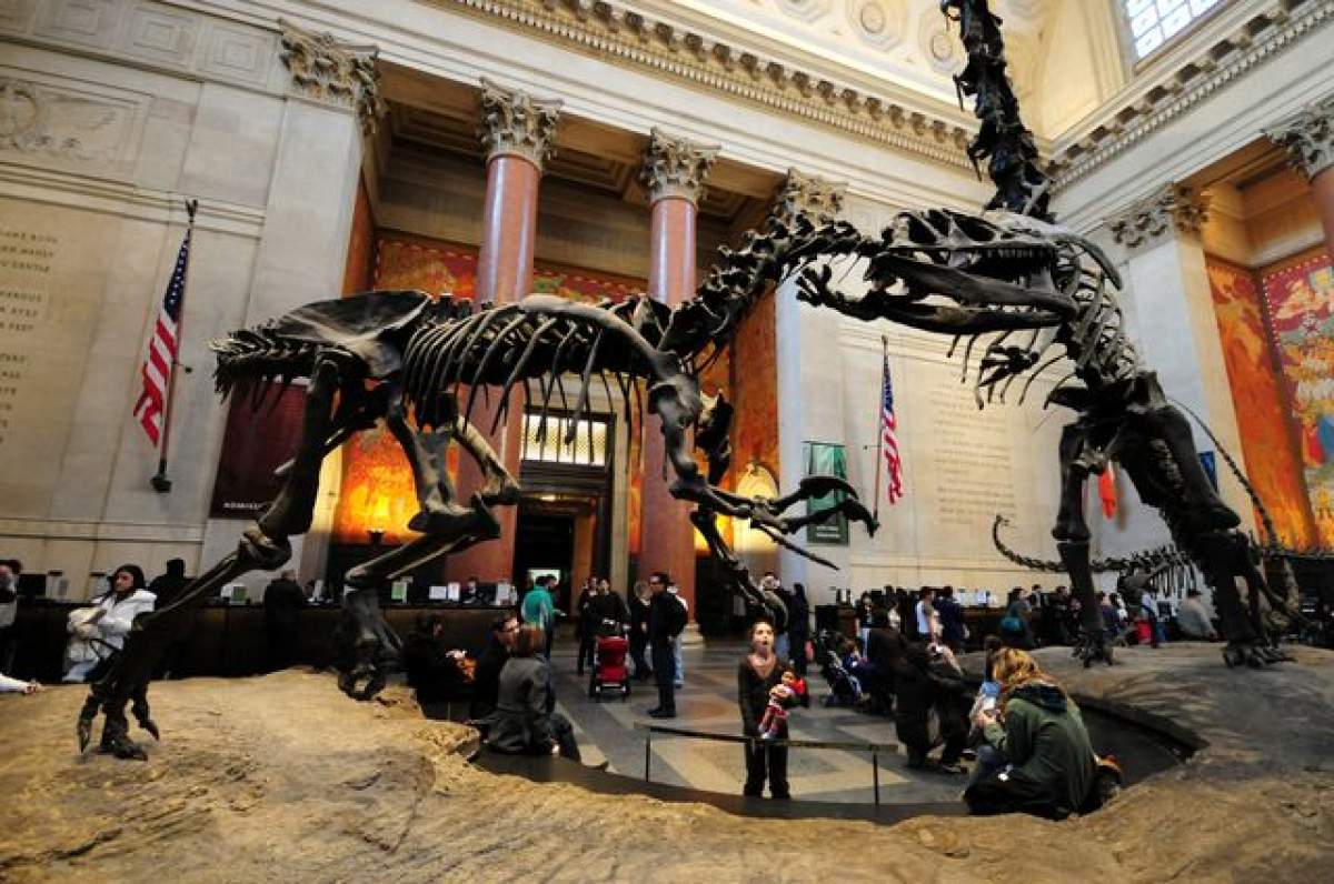 A fost descoperit scheletul celui mai mare dinozaur care a trăit vreodată: "Cântărea cât 10 elefanţi din Africa"