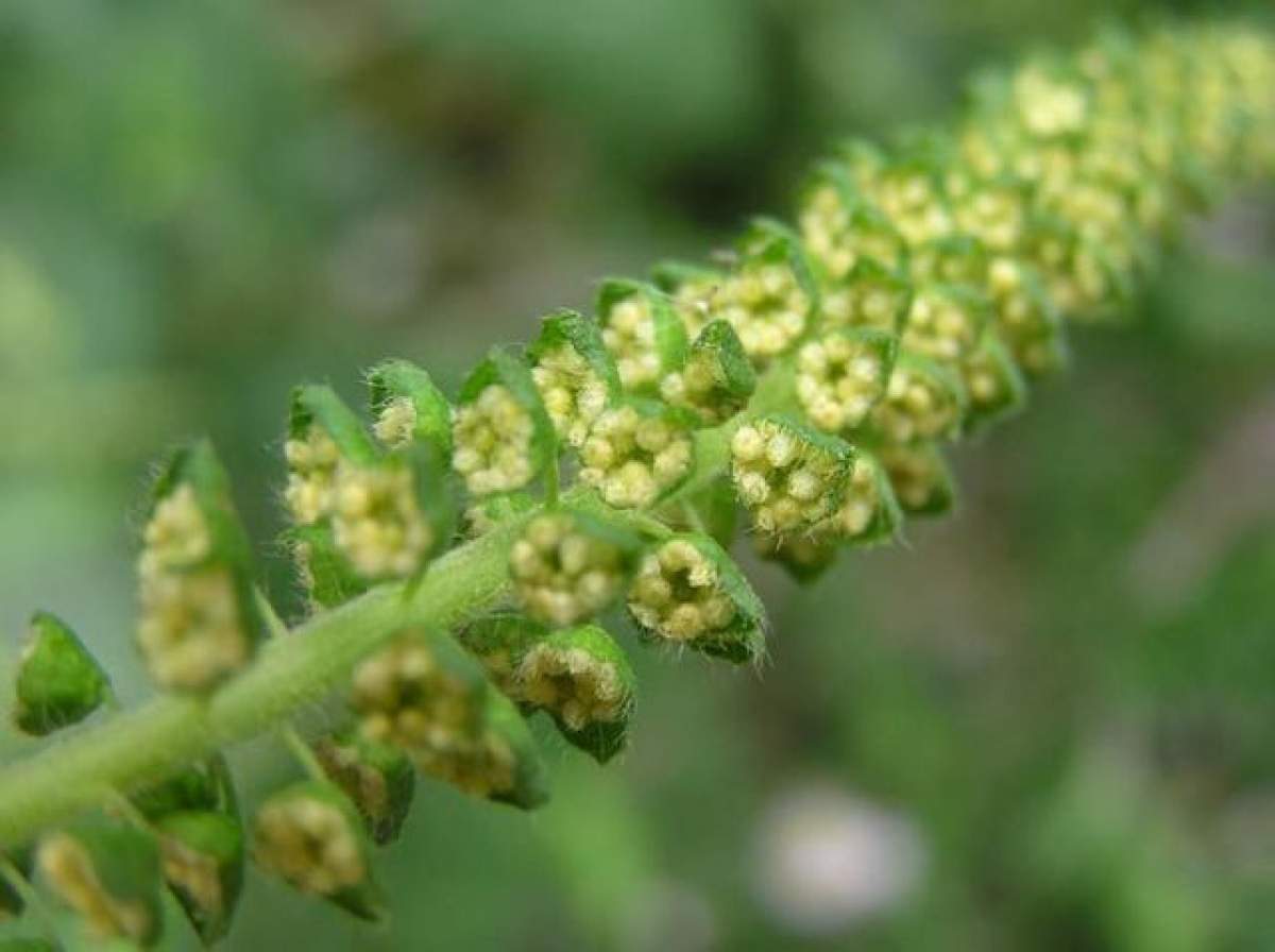 VIDEO / Toamna se numără... alergiile! Vezi ce plantă îţi afectează sănătatea