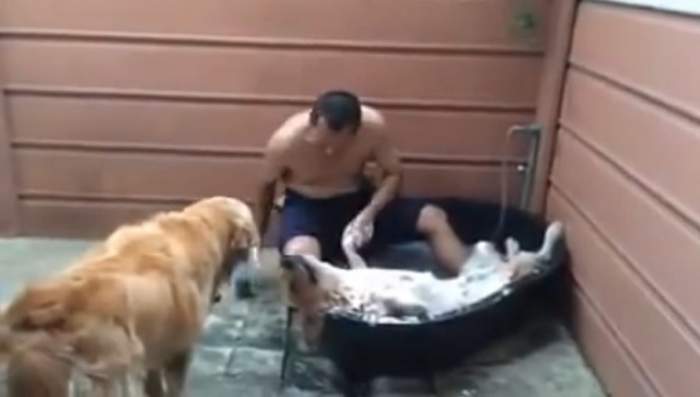 VIDEO / E cu siguranţă cel mai "piţiponc" căţel! Uite ce face când stăpânul lui îl spală