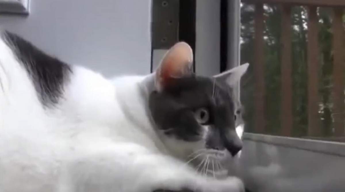 VIDEO/ Luptă între o pisică şi rebeli! Reacţia uimitoare a felinei când aude împuşcături