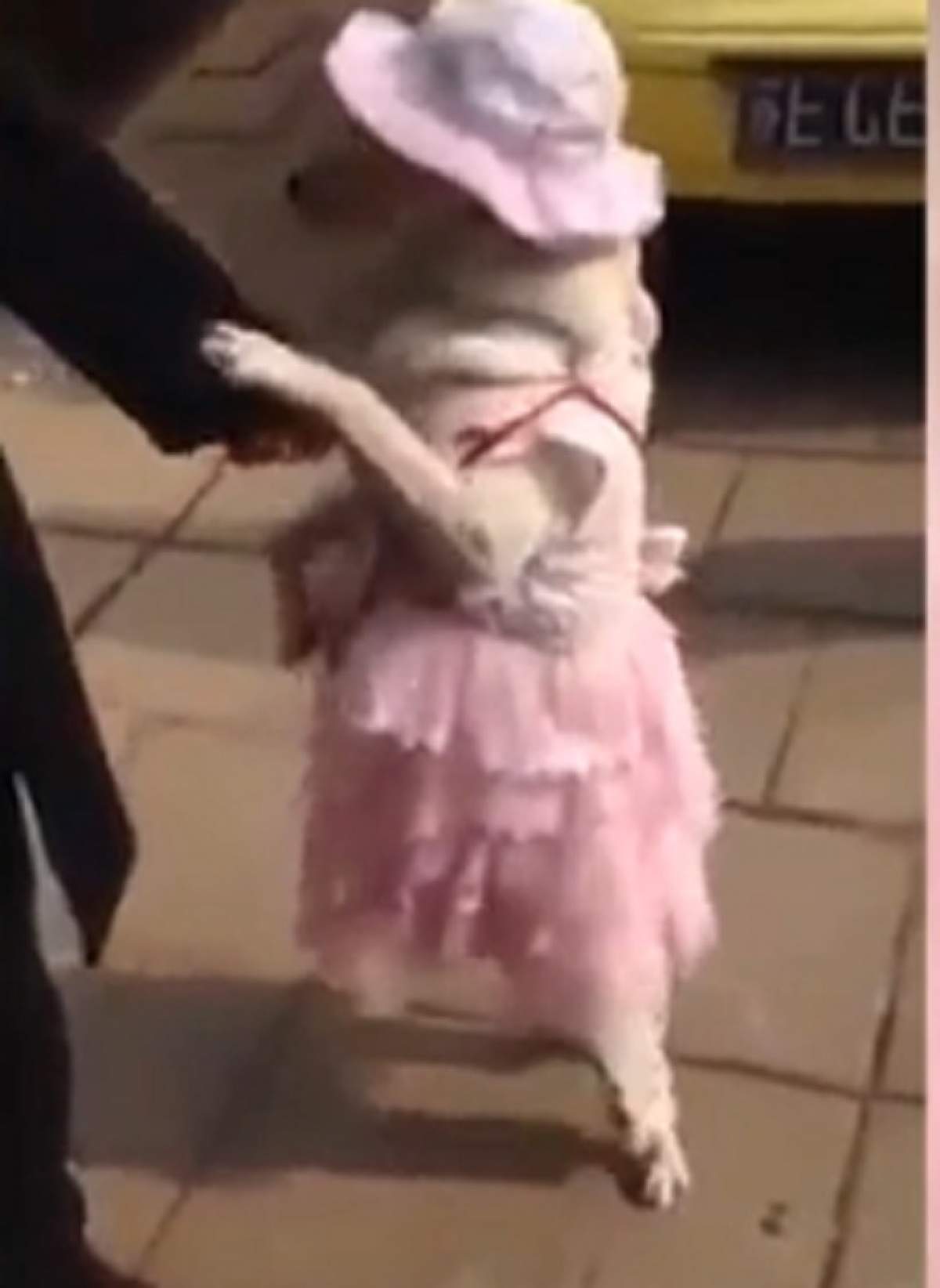 VIDEO / E cea mai sexy căţeluşă! Poartă rochie şi merge doar în două labe