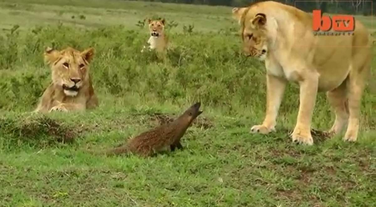VIDEO ÎNCREDIBIL/ Cum a reuşit o mangustă să pună pe fugă patru lei