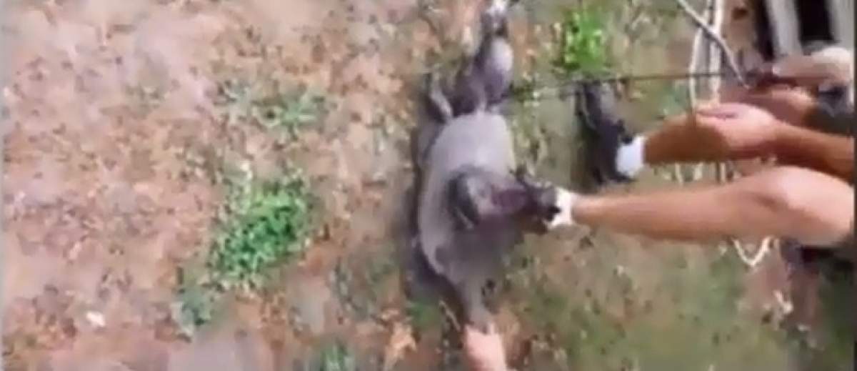 VIDEO/ Câtă cruzime! Doi frați omoară o broască țestoasă, tăindu-i capul cu un ferăstrău! Întreaga scenă a fost postată pe internet