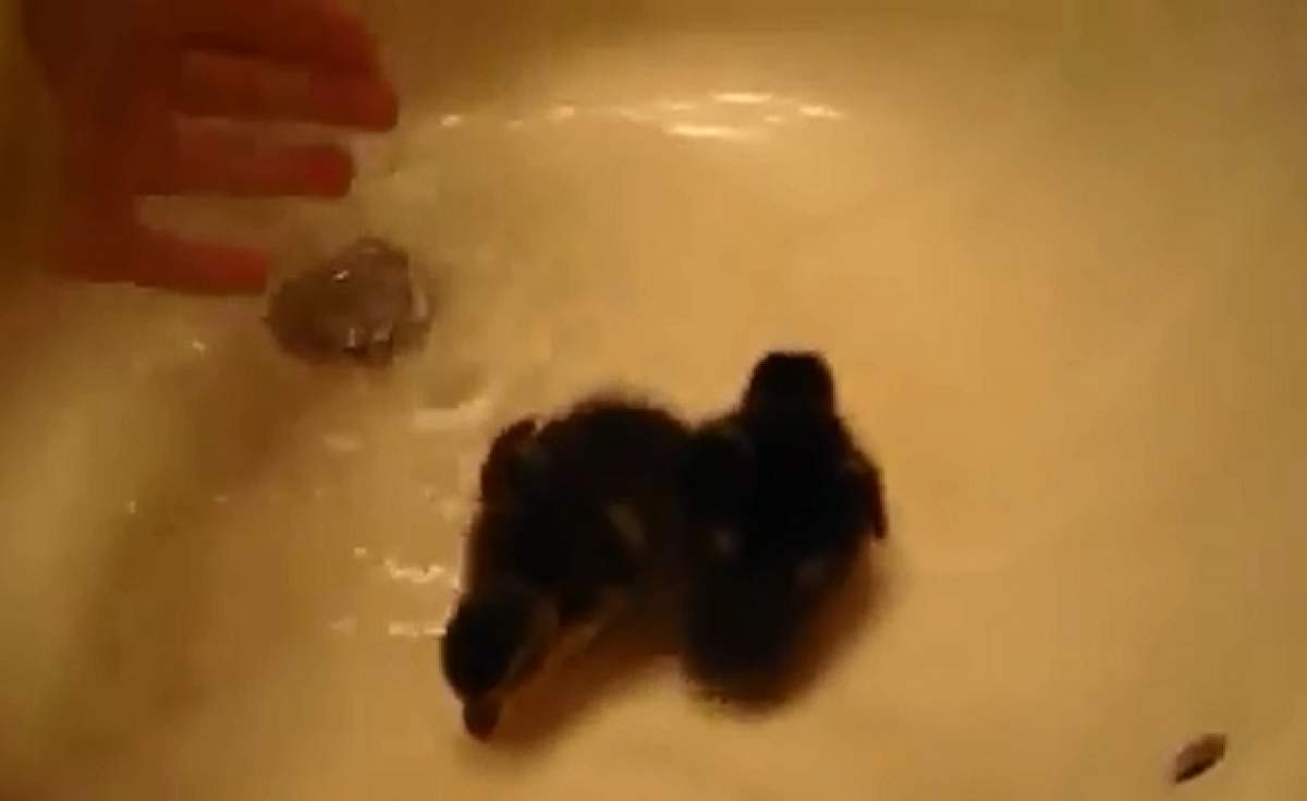 VIDEO ADORABIL / Cum reacţionează două răţuşte când fac baie într-o chiuvetă?