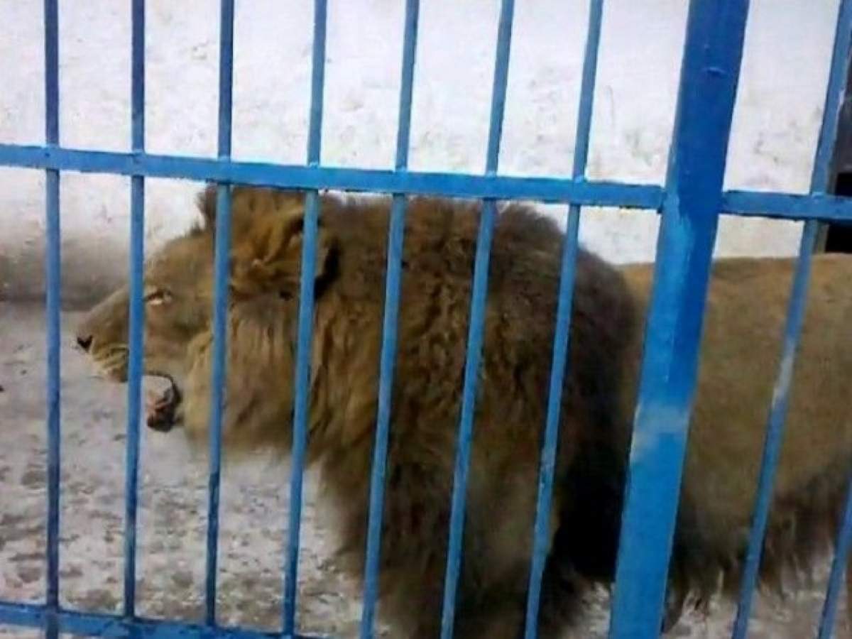 Scene HORROR la o grădină zoologică din România! Un copil a fost atacat de un leu