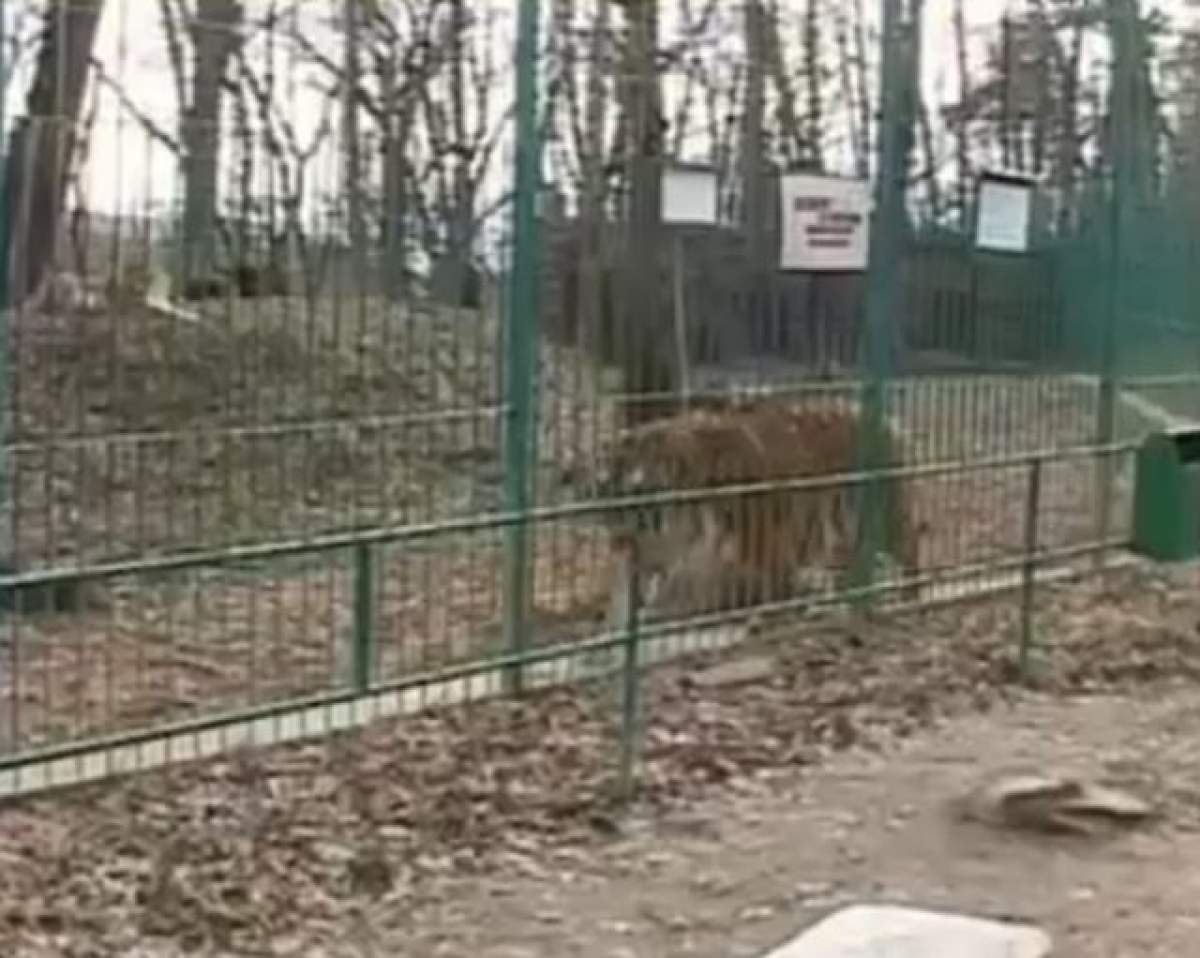 VIDEO / Cum se simte copilul atacat de leoaică la grădina zoologică din Rădăuţi