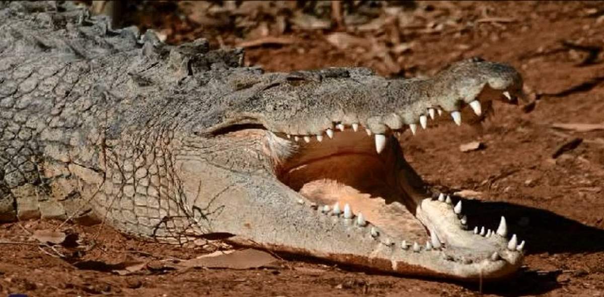 VIDEO / Gestul uimitor făcut de un bărbat, după ce soţia sa însărcinată a fost mâncată de un crocodil