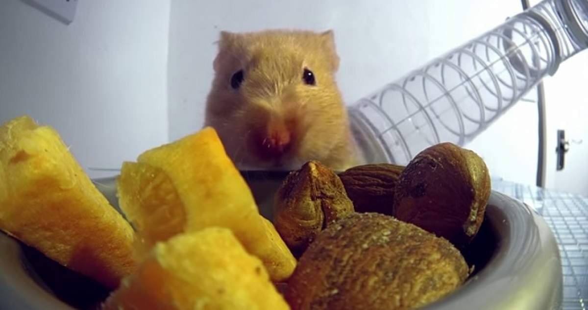 VIDEO / Uită-te la asta şi vei zâmbi toată ziua! Cum arată un hamster atunci când se "îndoapă" cu mâncare
