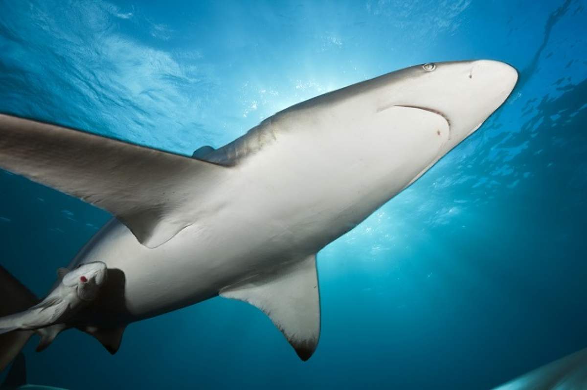 ÎNTREBAREA ZILEI - DUMINICĂ: De ce rechinii închid ochii când muşcă?