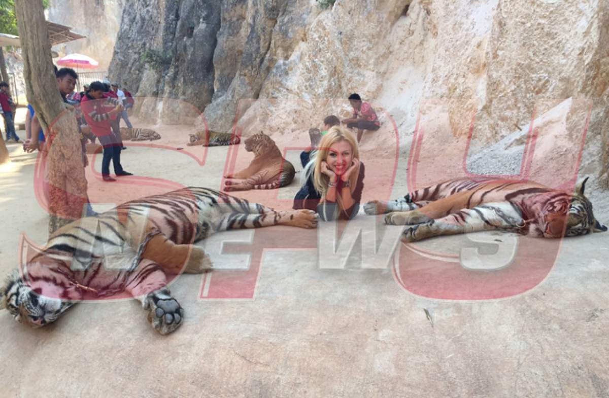 VIDEO / Andreea Bălan a îmblânzit tigri în Thailanda! Te vor trece forii când vei vedea imaginile astea!