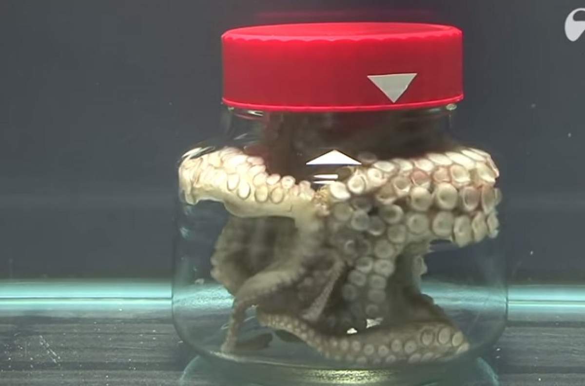 VIDEO / Ce se întâmplă când închizi o caracatiţă într-un borcan?