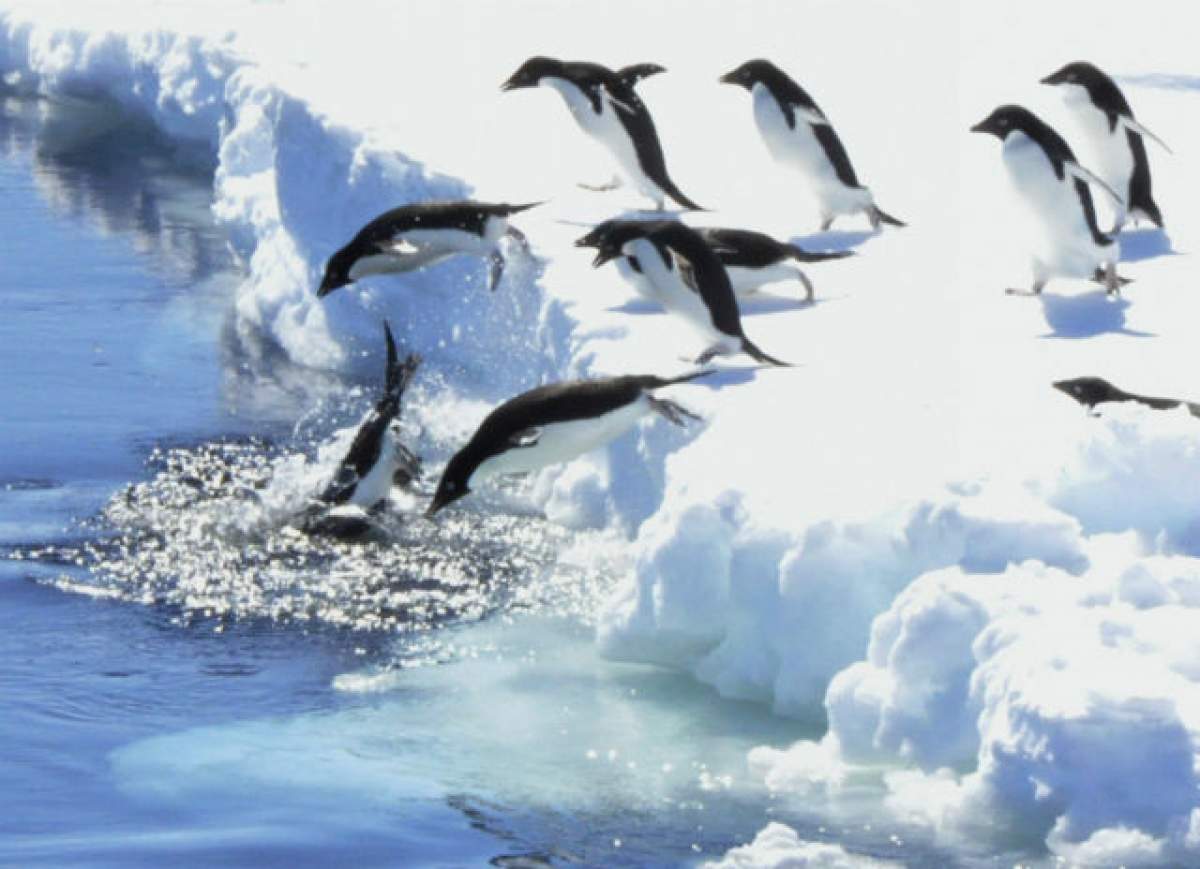 VIDEO /  ÎNTREBAREA ZILEI - MIERCURI: Au pinguinii genunchi?