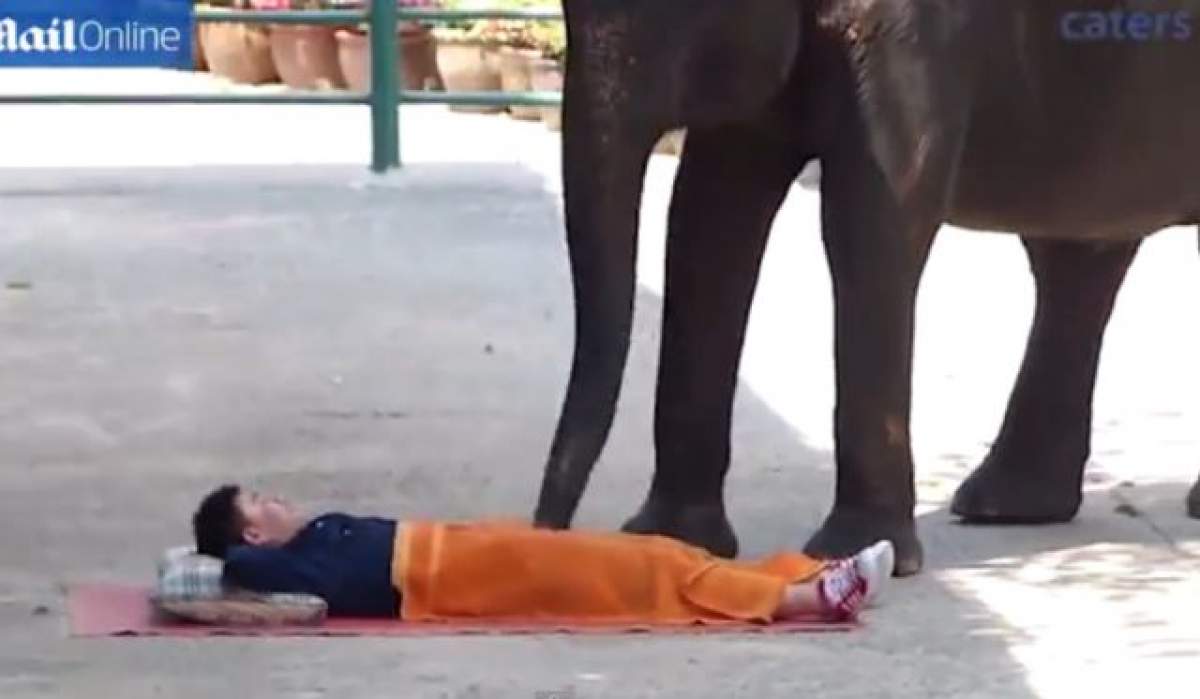 VIDEO / Eşti stresat? Cum te poţi relaxa cu ajutorul elefanţilor