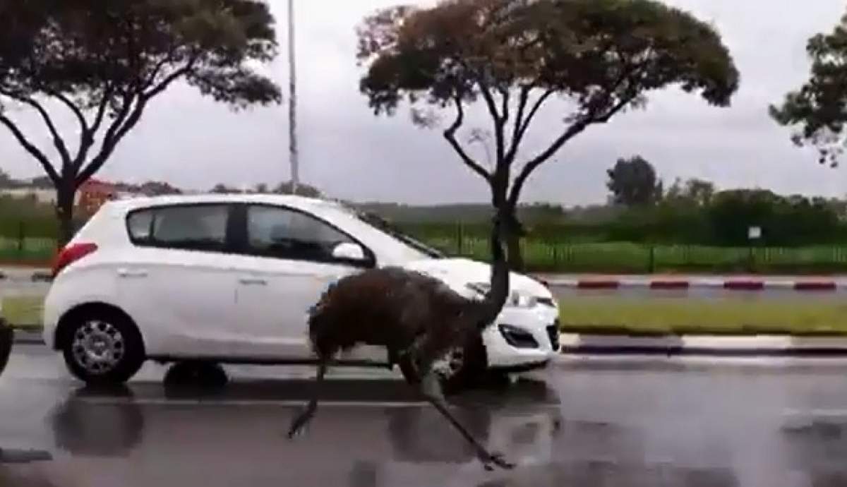 VIDEO / Scenă incredibilă! O pasăre Emu a alergat printre maşinile de pe o stradă principală, după ce a scăpat din captivitate