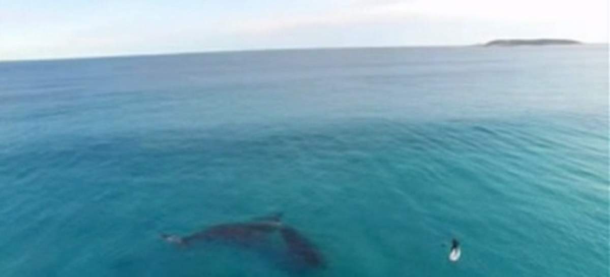 Imaginile pe care trebuie neapărat să le vezi! Iată surferul care se plimbă cu balenele!