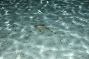 FOTO / Clipe înfricoşătoare pentru Laura Cosoi. A ajuns în gura rechinilor în luna de miere!