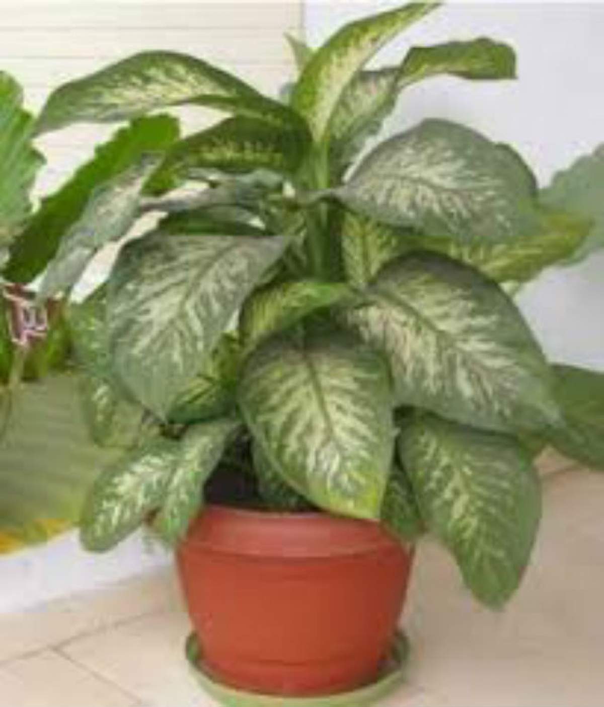 Cum să-ţi îngrijeşti plantele de apartament în sezonul rece! 4 trucuri folositoare oricărei gospodine