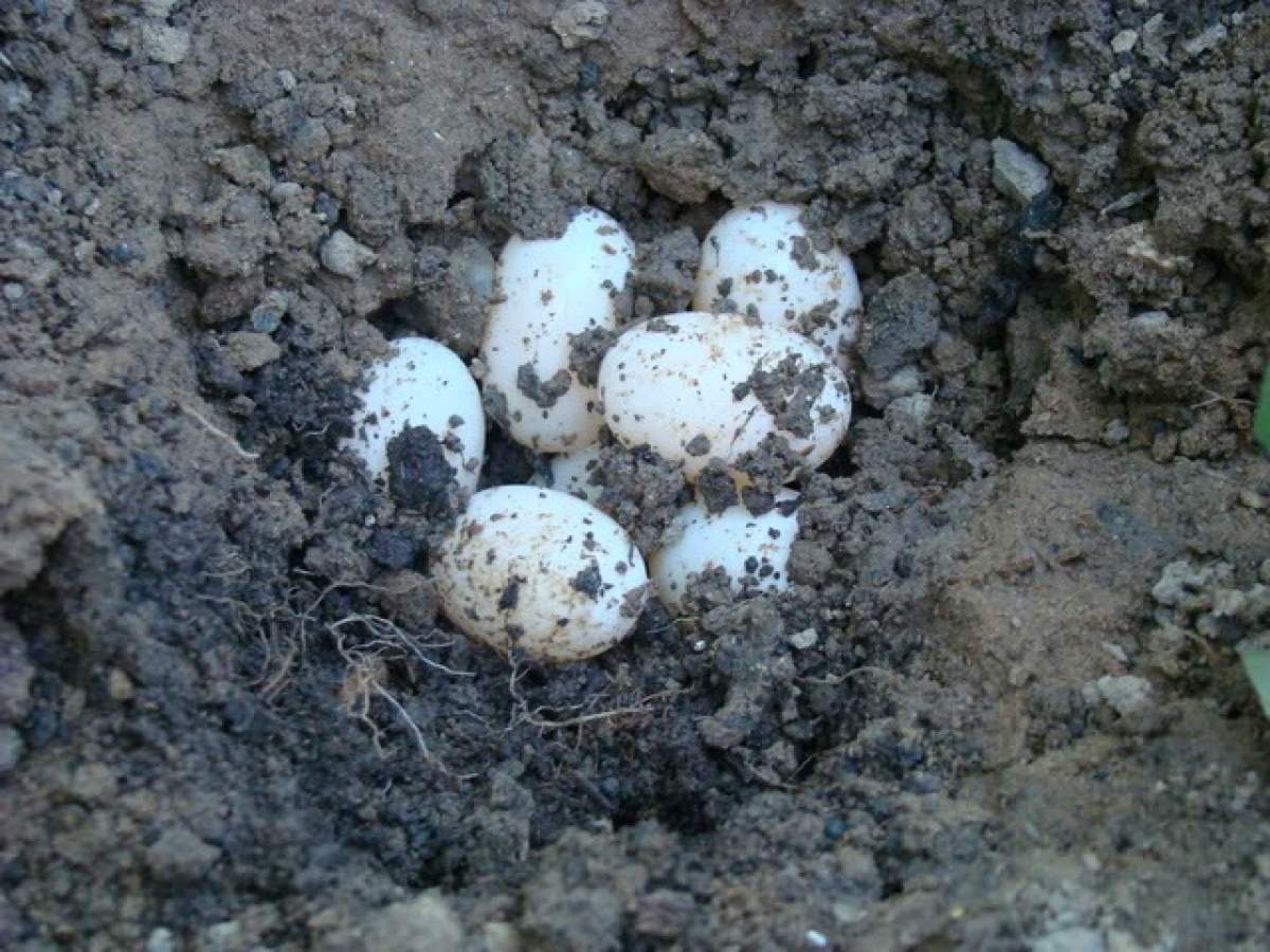 VIDEO / Un bărbat a crezut că desface un ou obişnuit, dar când l-a spart a avut o surpriză de proporţii! Ce a găsit înăuntru este fascinant!