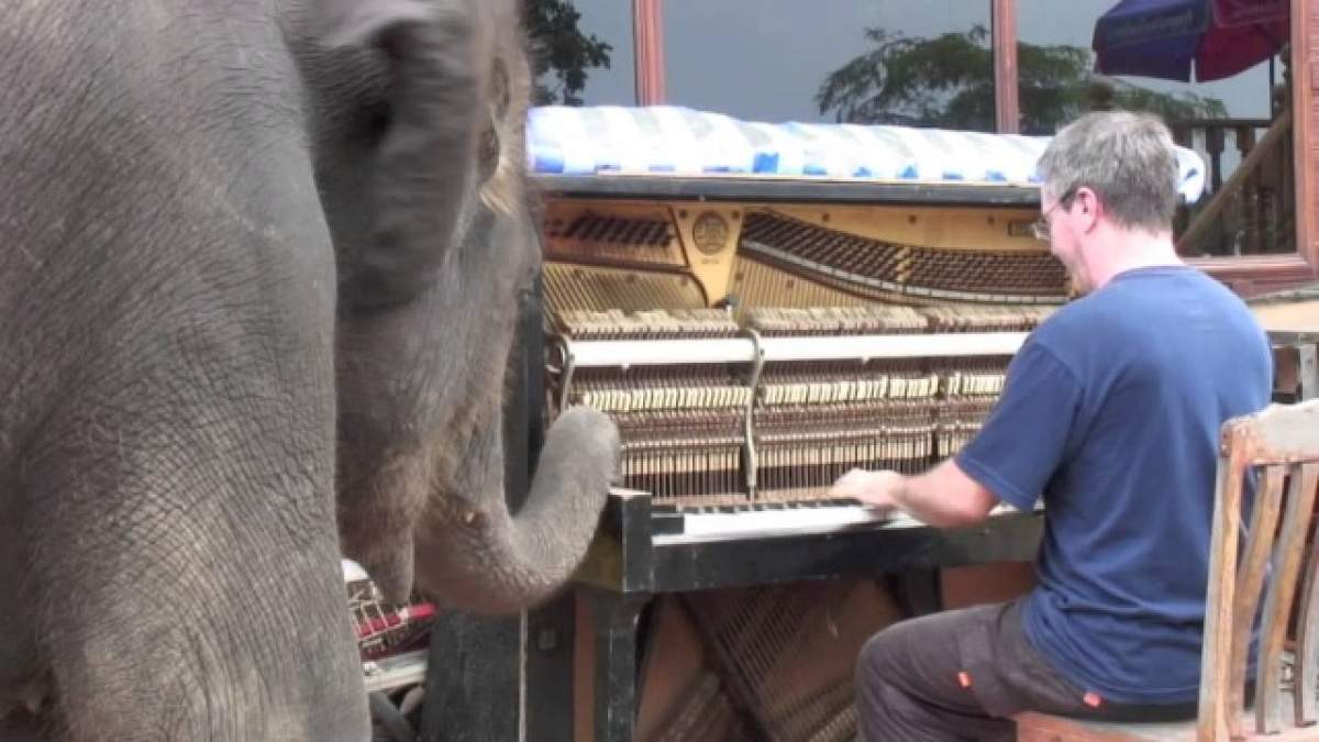 VIDEO / Reacţia neaşteptată a unui pui de elefant când aude muzică clasică! Pur şi simplu, adorabilă!