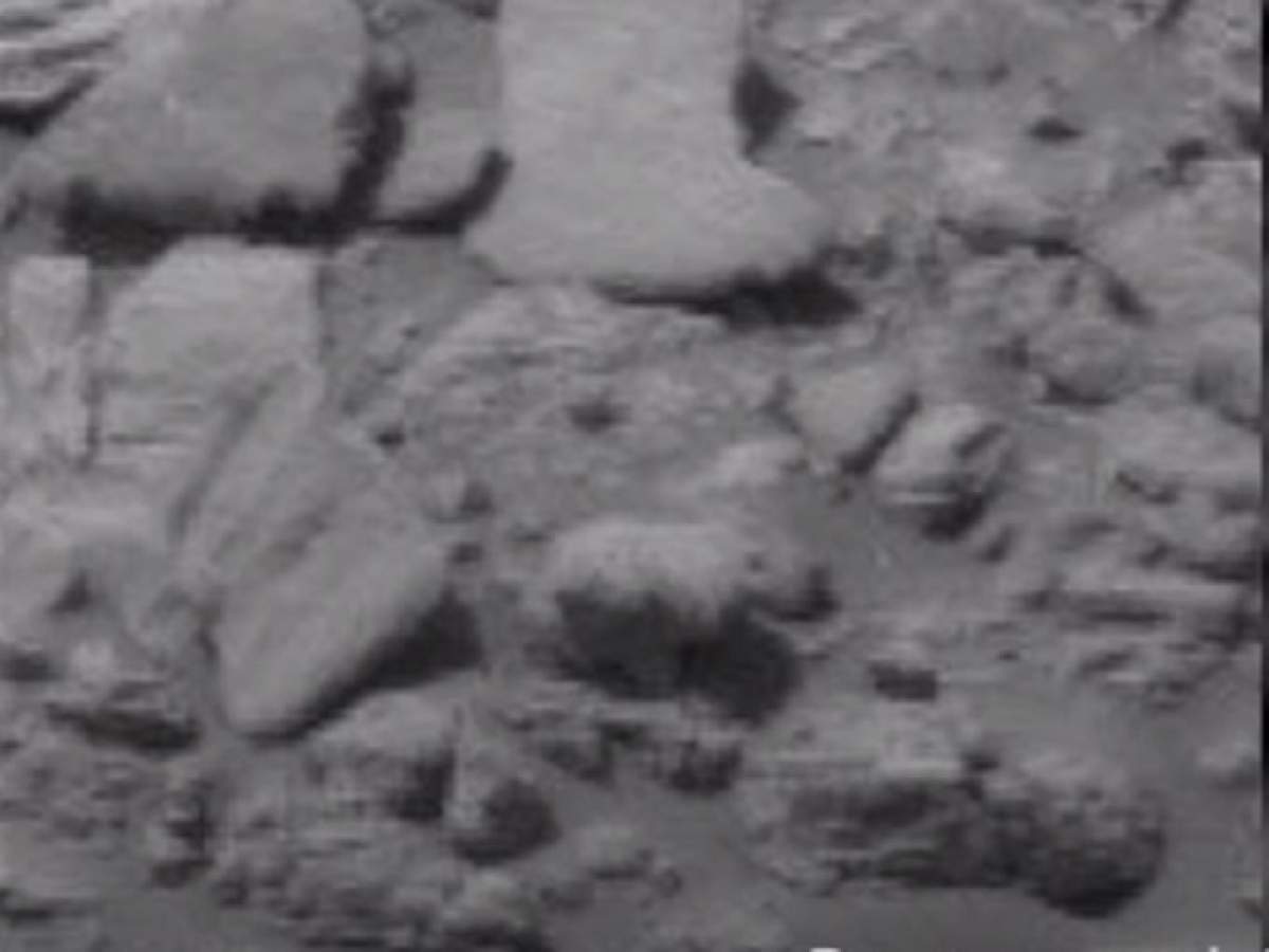 VIDEO / Un pui de urs polar, surprins pe Marte! Imaginea care a alertat NASA
