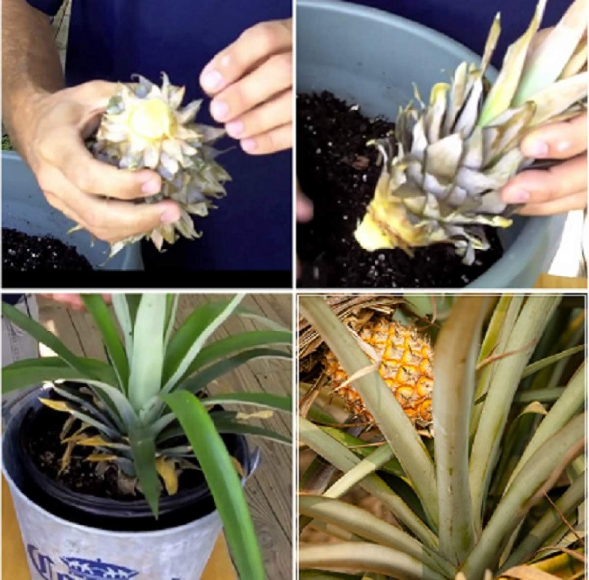 ÎNTREBAREA ZILEI- MARȚI: Cum poți planta un ananas, chiar la tine acasă! E mai simplu decât crezi!