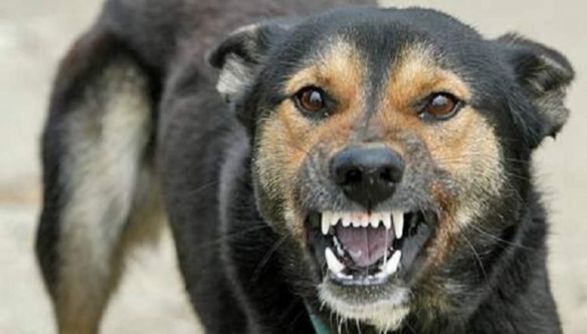 Românii muşcaţi de câini sunt în PERICOL!  Medicii nu mai pot face nimic!