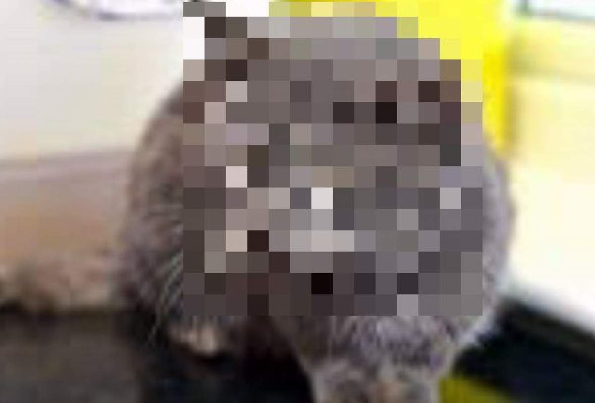 VIDEO / E toată numai urechi! Au prins o pisicuţă, au dus-o în adăpost şi au rămas şocaţi când au privit-o mai bine