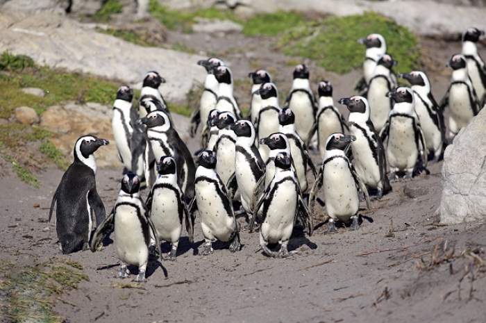 VIDEO/ Mai tari decât „Pinguinii din Madagascar”. Îngrijitorii Grădinii Zoologice au rămas cu gura căscată